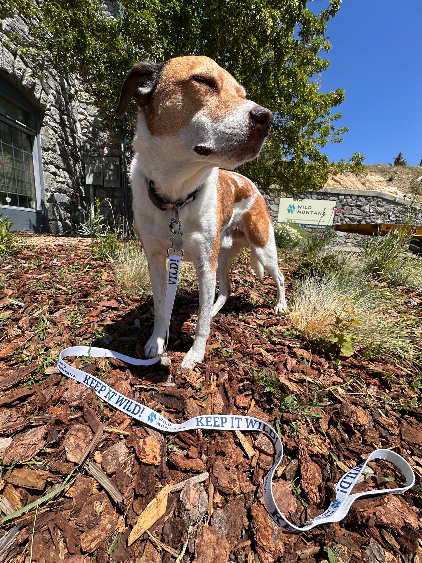 Wild Montana Dog Leash