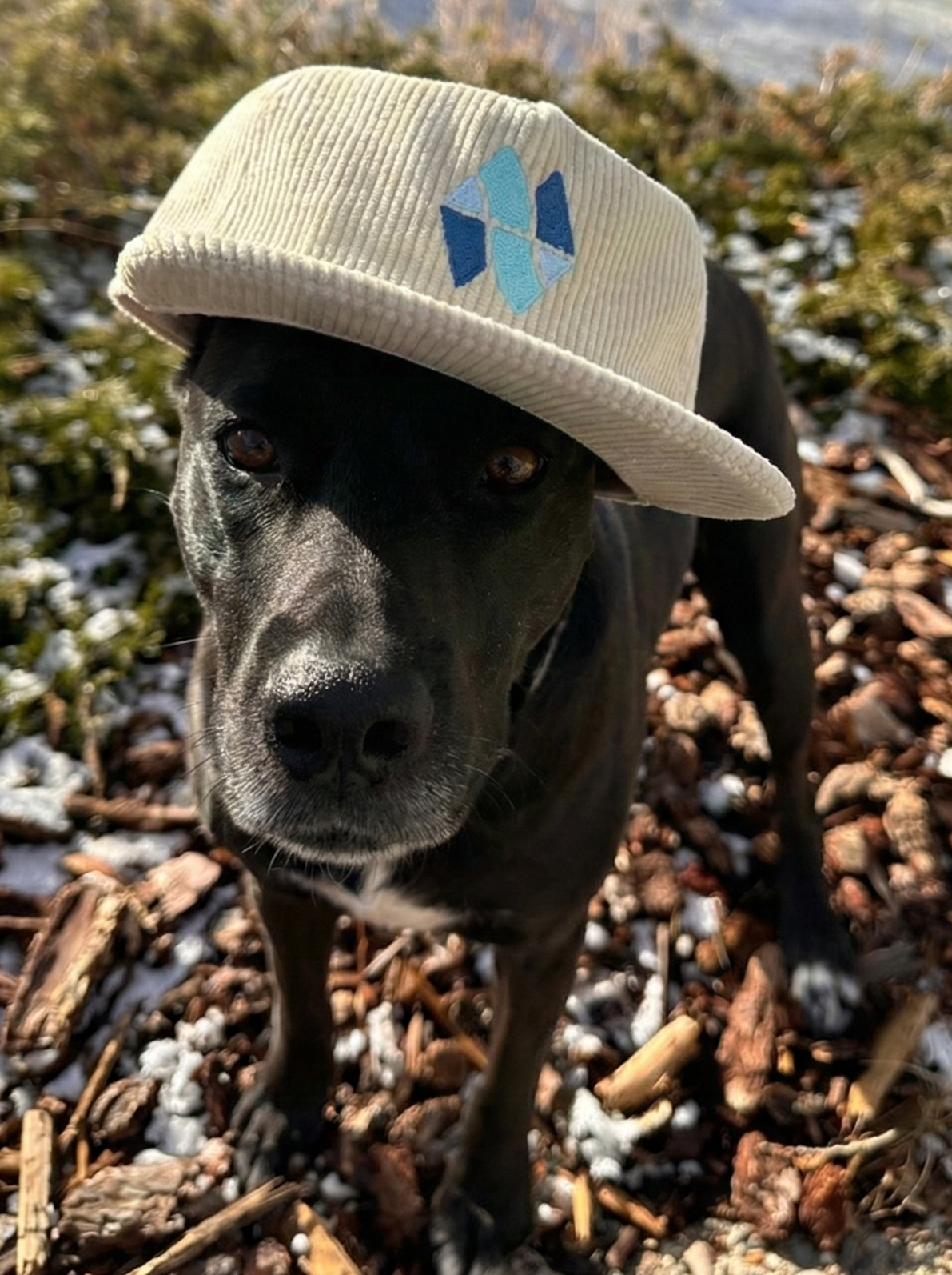 Wild Montana Corduroy Hat