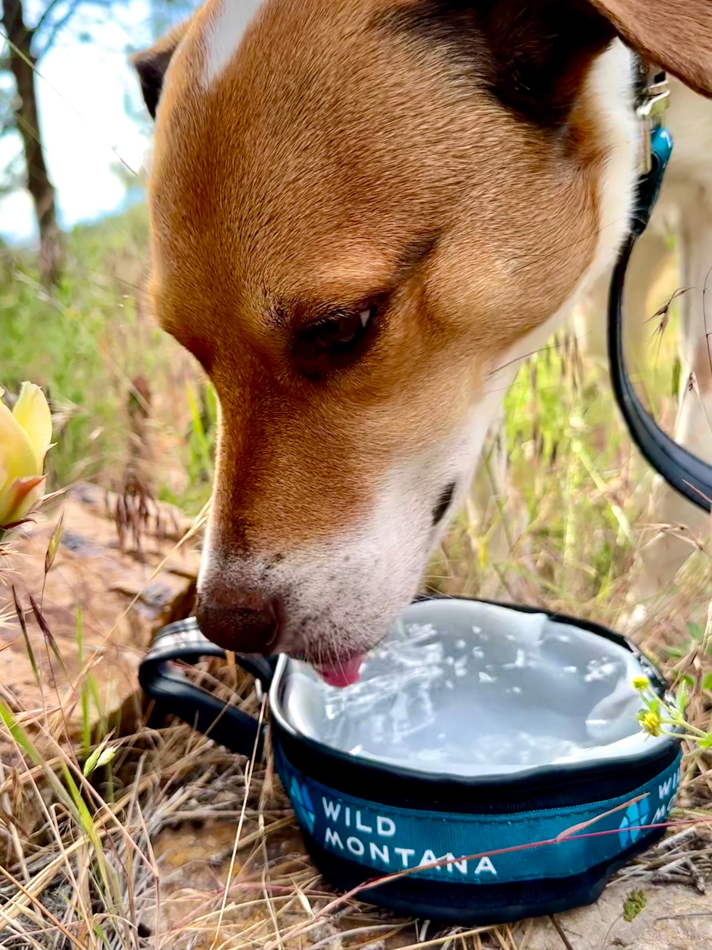 Wild Montana Collapsible Dog Bowl