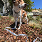 Wild Montana Dog Leash